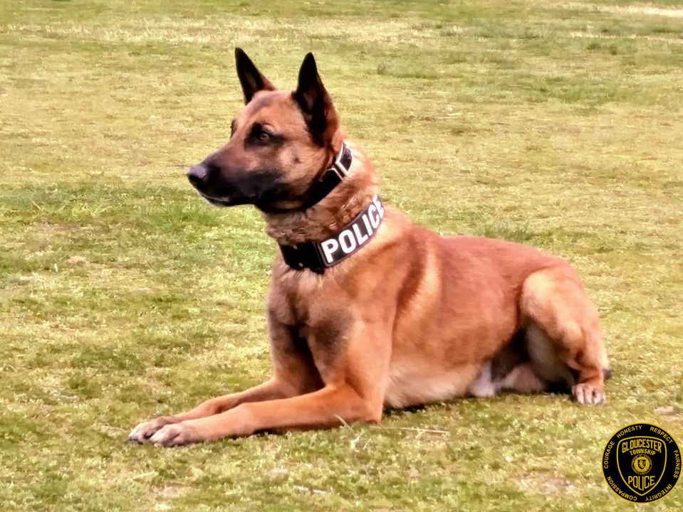 Gloucester Police Mourn Loss of Veteran K-9 Cop