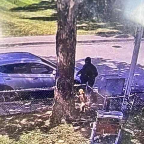 Baltimore police release video of puppy napper - photo licensed by shore news network.