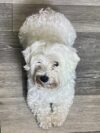 Wilkes-barre police say dog found two weeks ago still unclaimed