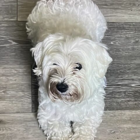 Wilkes-barre police say dog found two weeks ago still unclaimed - photo licensed by shore news network.