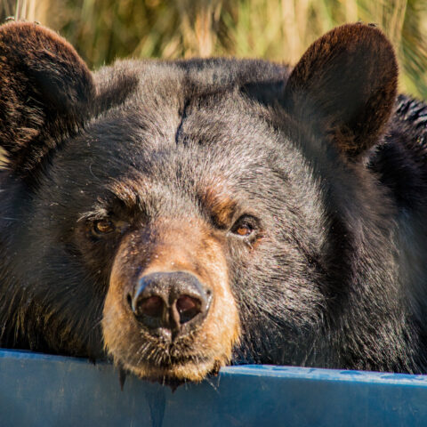 New jersey seeks to criminalize the unintentional feeding of black bears - photo licensed by shore news network.