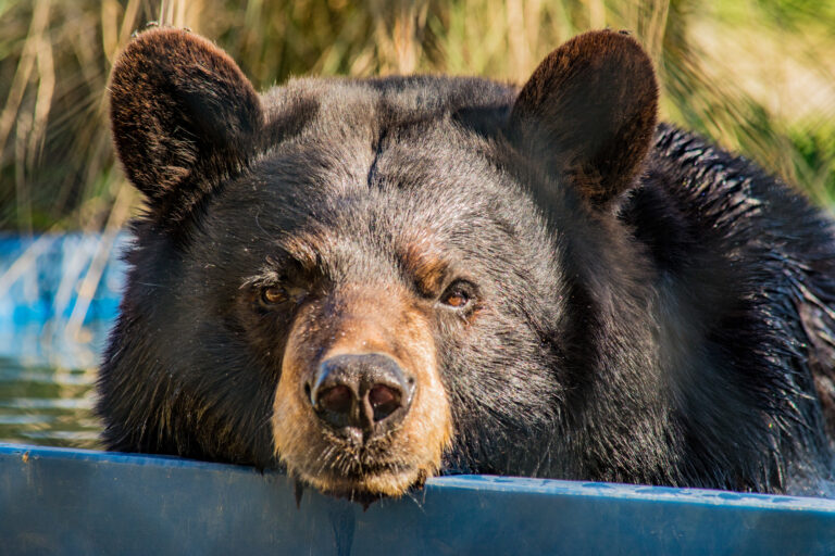 New jersey seeks to criminalize the unintentional feeding of black bears - photo licensed by shore news network.