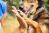 Adopt a pet at toms river's animal shelter