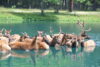 Great adventure drive-through safari to close again at end of season