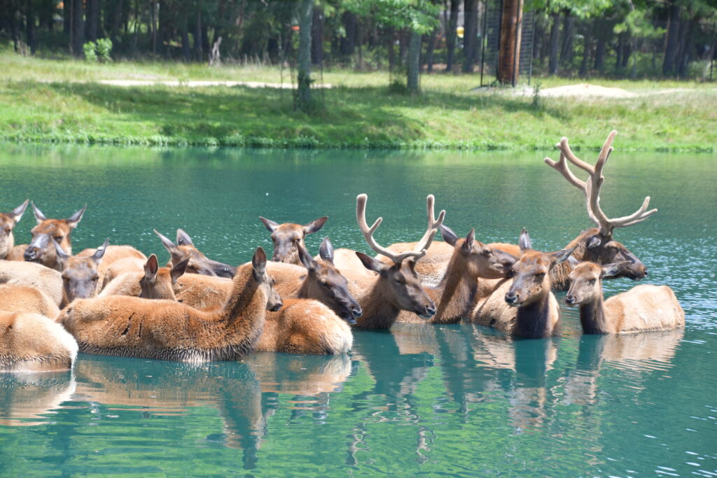 Great Adventure Drive-Through Safari To Close Again at End of Season