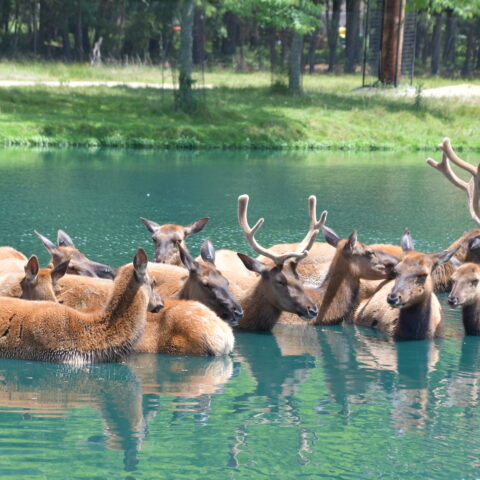 Great adventure drive-through safari to close again at end of season - photo licensed by shore news network.