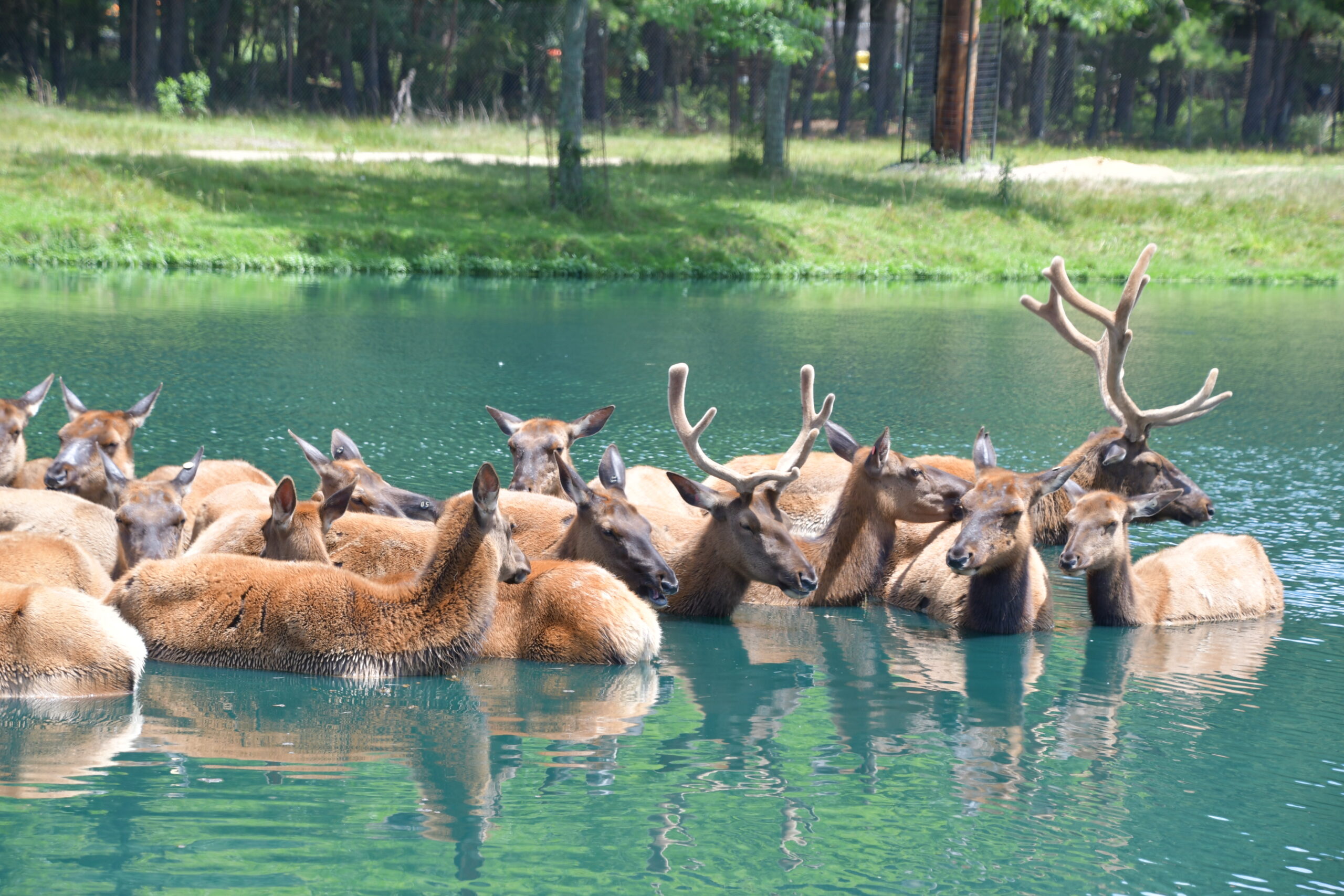 Great Adventure Drive-Through Safari To Close Again at End of Season