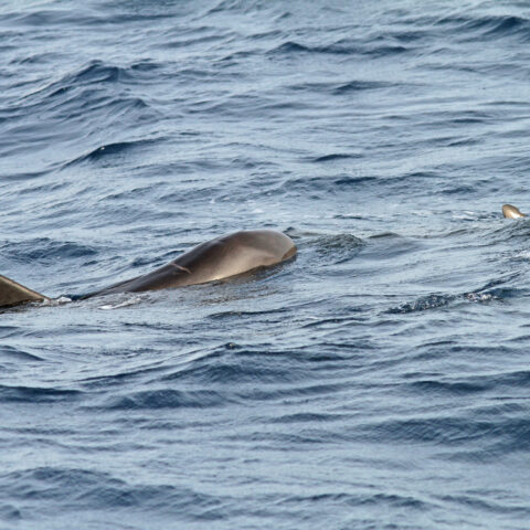 Another dead whale at the shore brings total to 68 since december - photo licensed by shore news network.