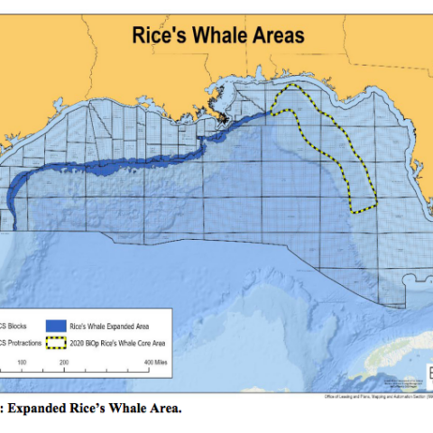Biden admin’s plans to protect whales in the gulf may jack up emissions, pose safety risks - photo licensed by shore news network.