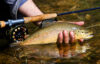 Fisherman arrested for illegally catching and selling trout