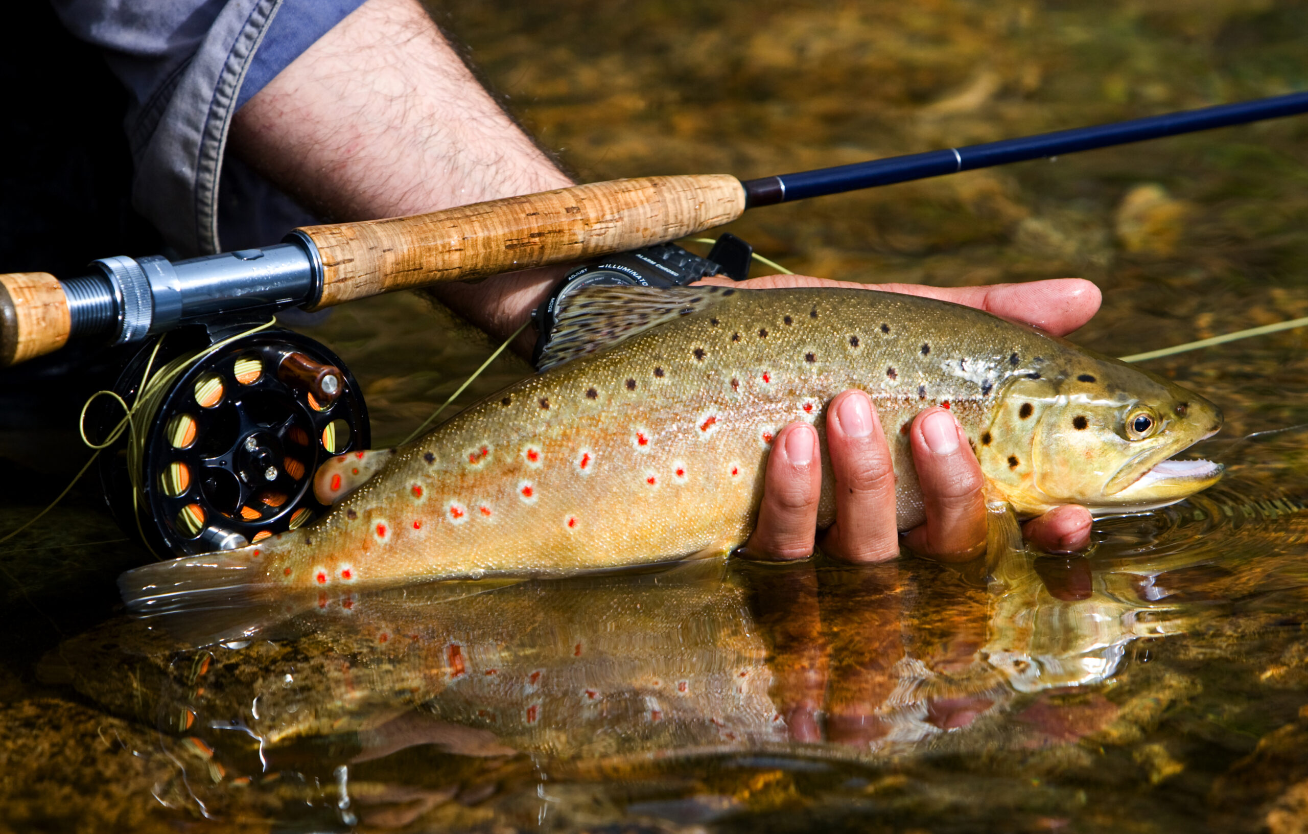 Fisherman Arrested for Illegally Catching and Selling Trout