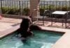 Bear Caught Taking a Dip in a Backyard Hot Tub