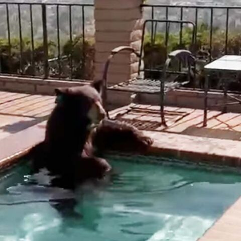 Bear caught taking a dip in a backyard hot tub - photo licensed by shore news network.