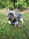 Found dog reported by bethlehem township police department