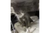 Police reunite cat with owners after being found in stolen car