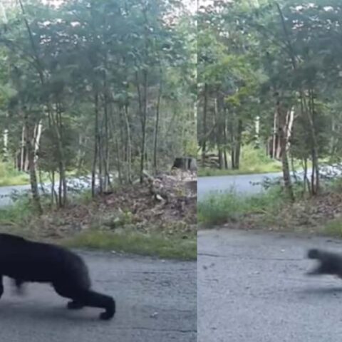 Cat chases away black bear at new hampshire home - photo licensed by shore news network.