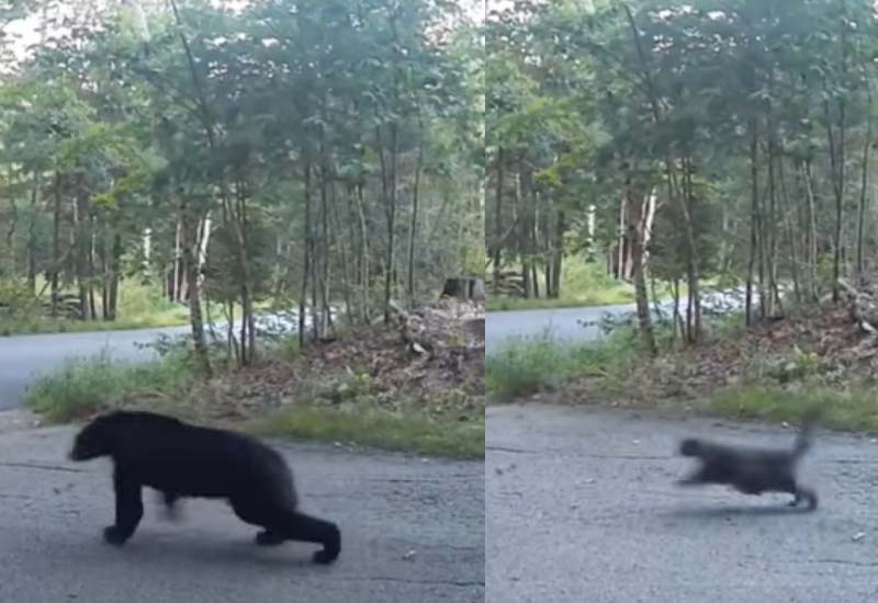 Cat Chases Away Black Bear at New Hampshire Home