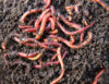 New jersey wants to allow composting of human bodies