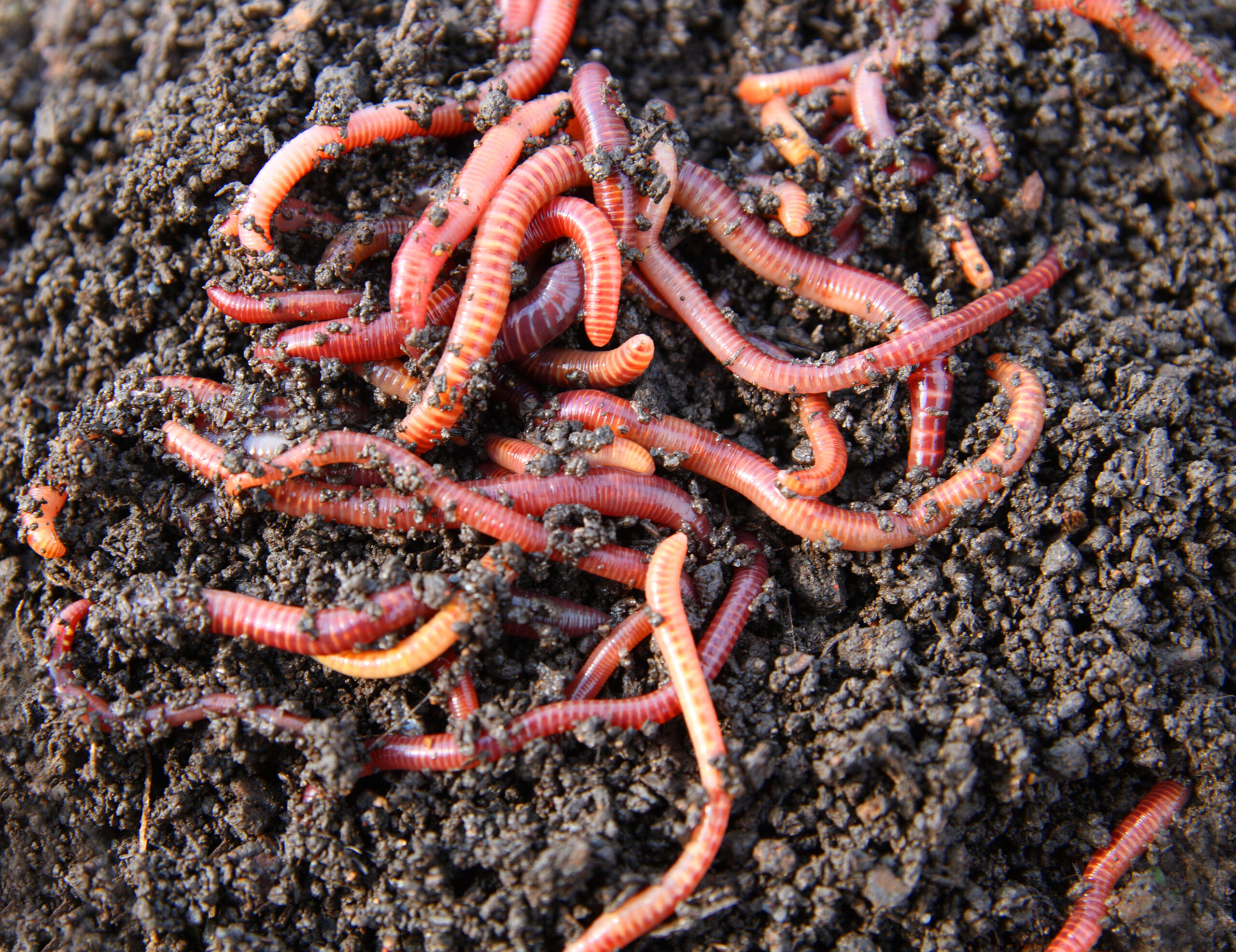 New Jersey Wants to Allow Composting of Human Bodies