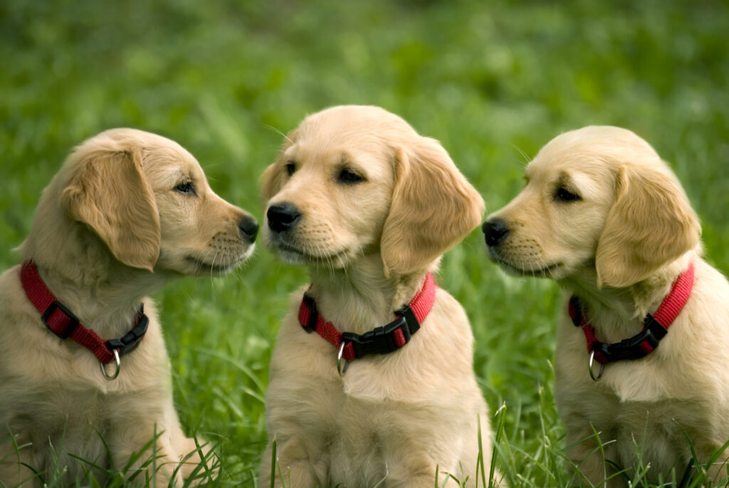 Mountainside Home Realty and Thomas Cumberland Join Forces to Support Allegany County Animal Shelter