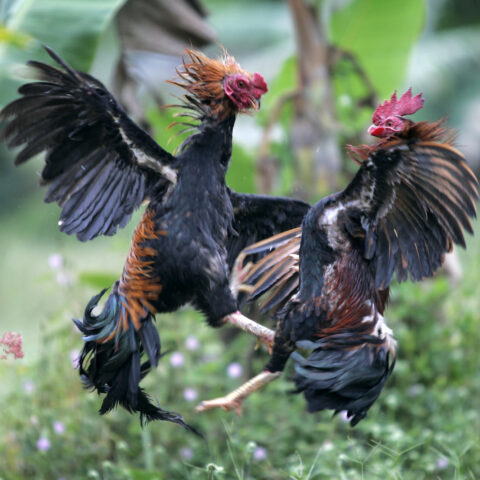 California county seeking ways to combat illegal cockfighting - photo licensed by shore news network.