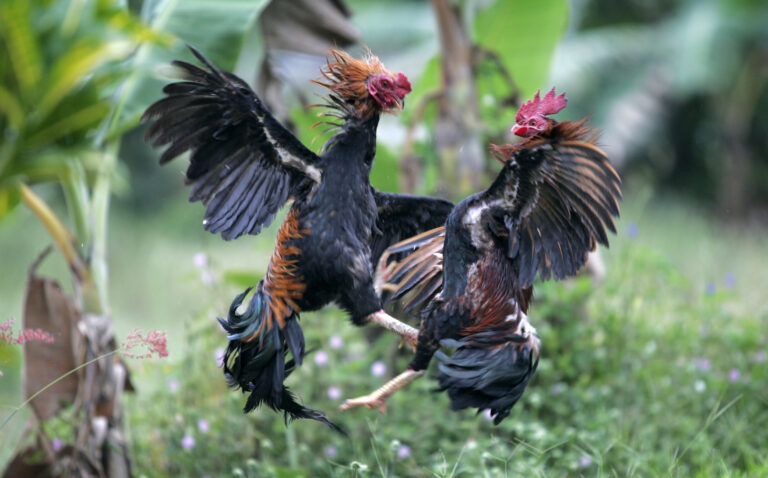 California county seeking ways to combat illegal cockfighting - photo licensed by shore news network.