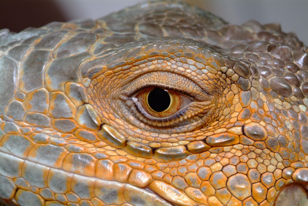 Suffolk County Police Safely Capture Escaped Iguanas