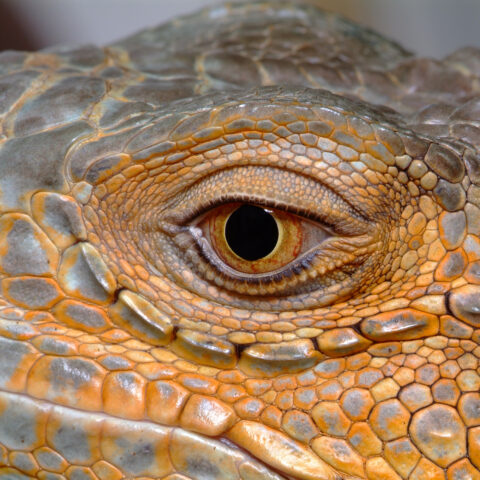 Suffolk county police safely capture escaped iguanas - photo licensed by shore news network.