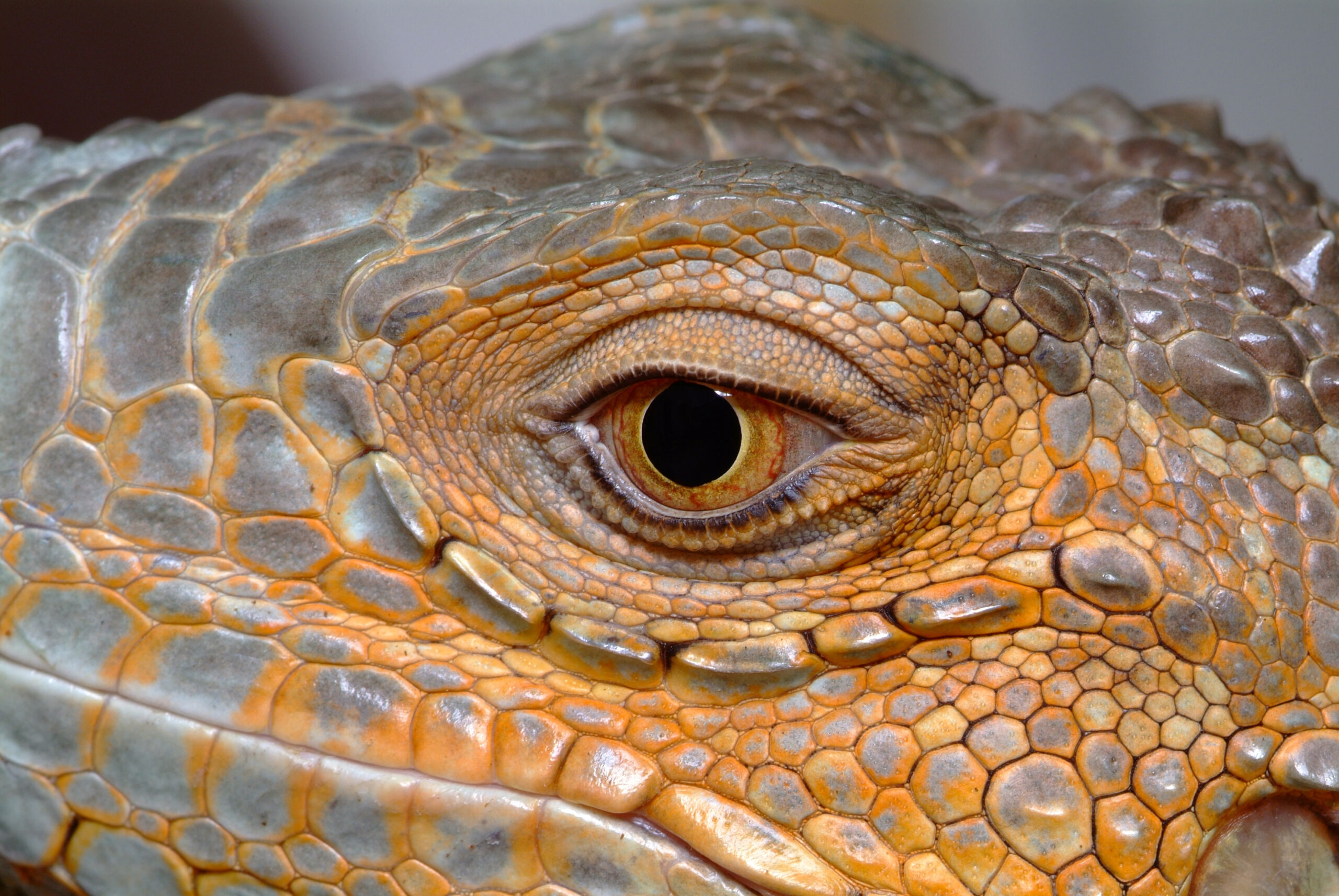 Suffolk County Police Safely Capture Escaped Iguanas