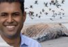 Senator vin gopal says whale deaths are a right wing conspiracy theory