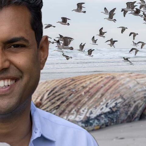 Senator vin gopal says whale deaths are a right wing conspiracy theory - photo licensed by shore news network.