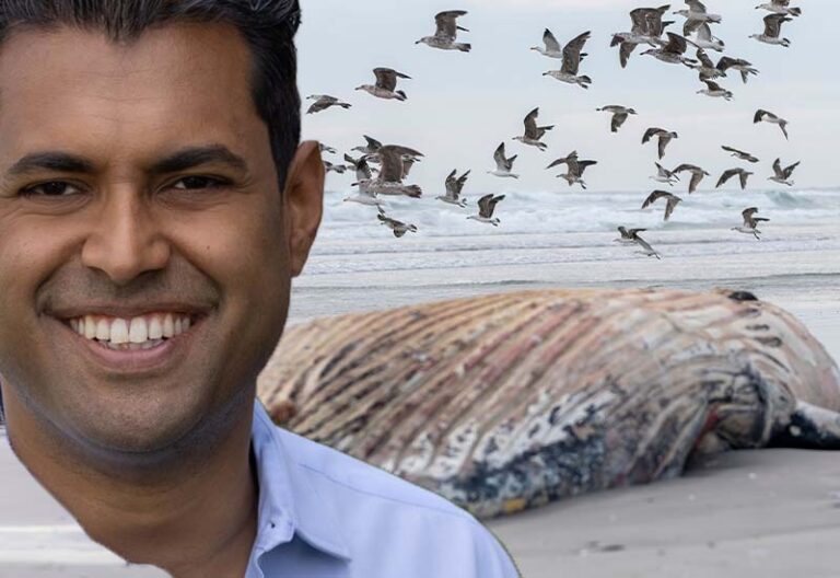 Senator vin gopal says whale deaths are a right wing conspiracy theory - photo licensed by shore news network.