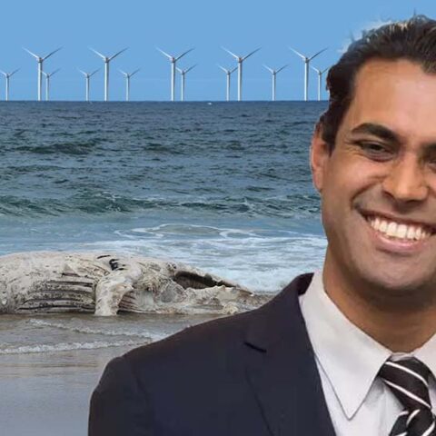 Whales are being sacrificed for vin gopal's radical agenda; ad claims - photo licensed by shore news network.