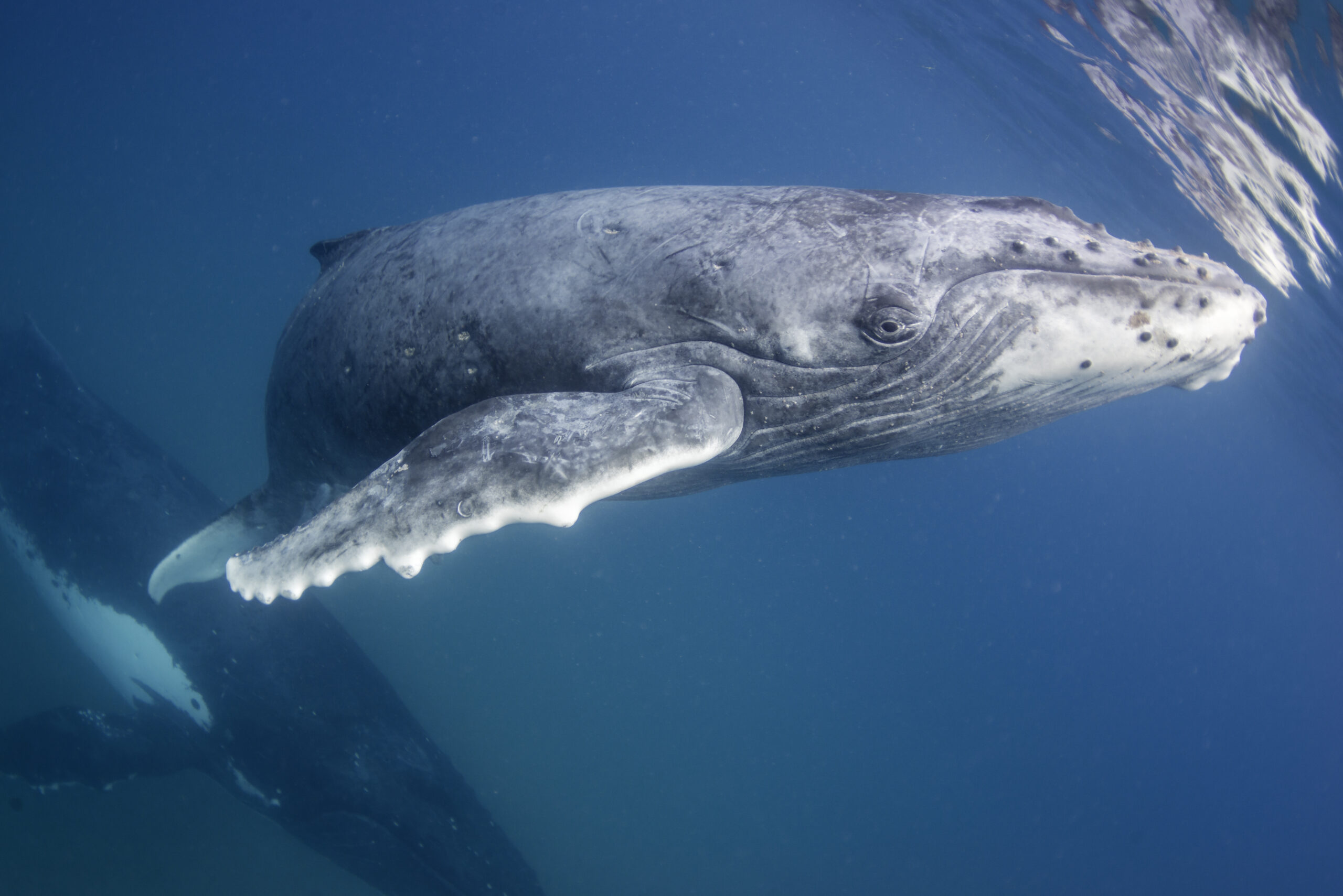 Save Right Whale Coalition Sickened Over Government Response to Deaths of Whales in NY, NJ