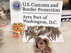 CBP, FWS Seize Seahorses, Snakes, Snake Oil, and Prohibited Pork Products at Dulles Airport
