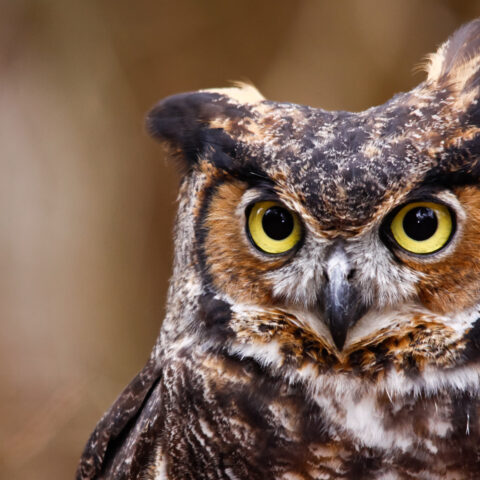 Watch: owl rescued from new york swimming pool - photo licensed by shore news network.