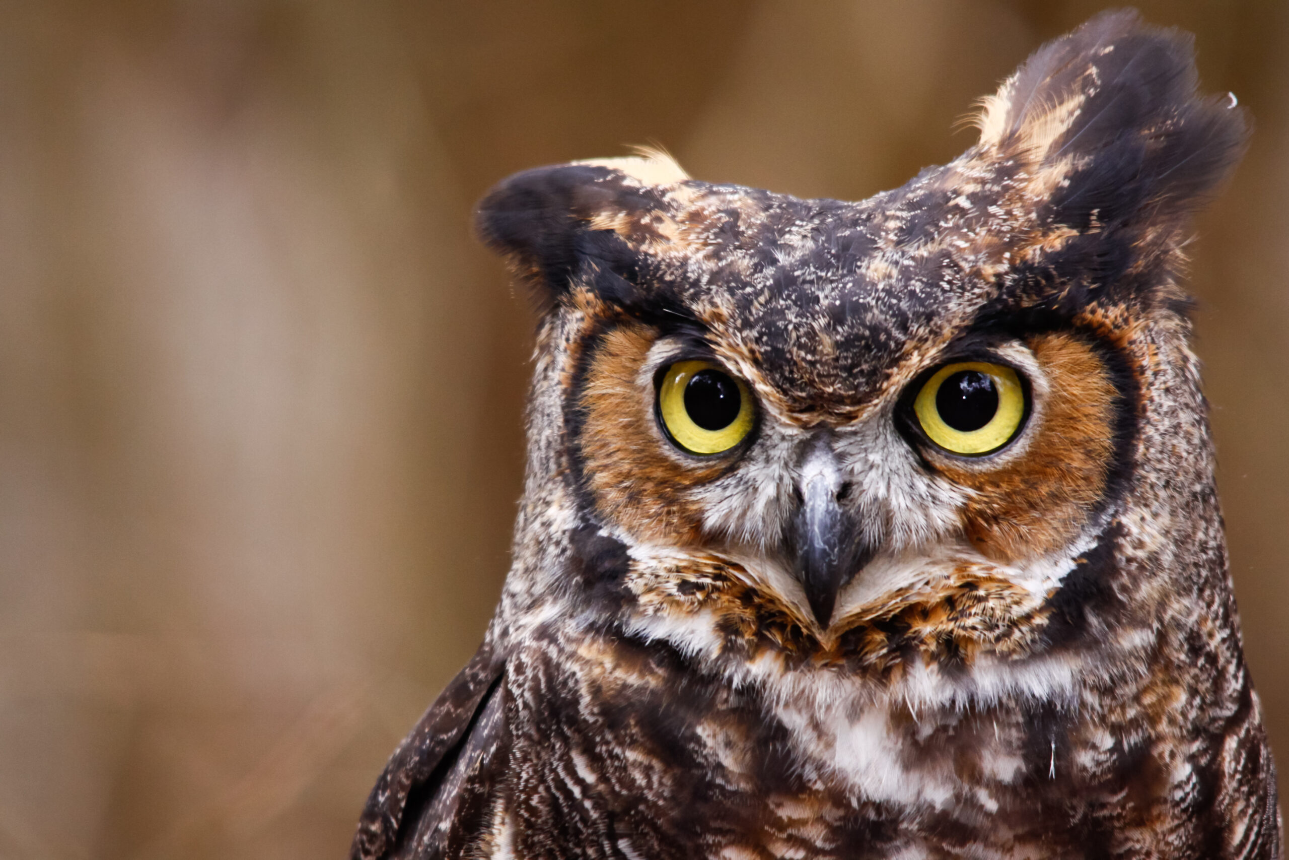 Watch: Owl Rescued from New York Swimming Pool