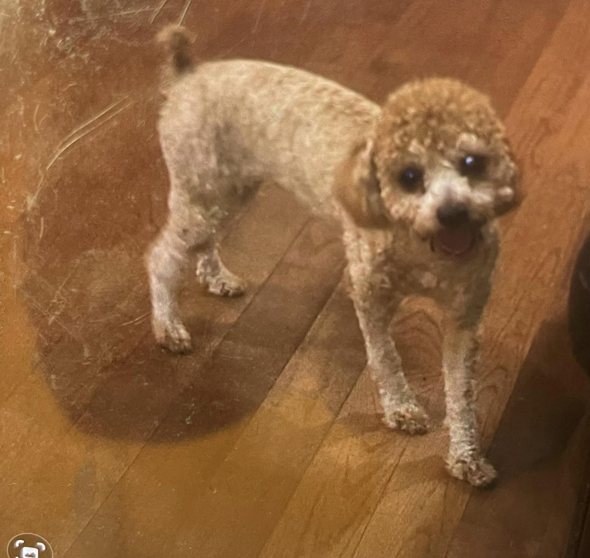 Baltimore Family Appeals for Return of Their Stolen 1-Year-Old Poodle