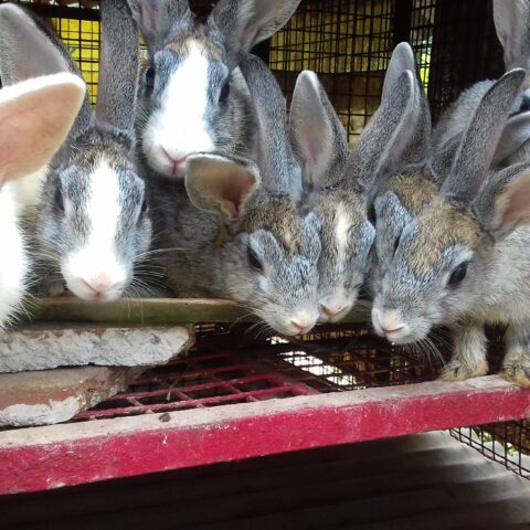 Lusby woman had over 40 rabbits in unsanitary conditions, charged - photo licensed by shore news network.