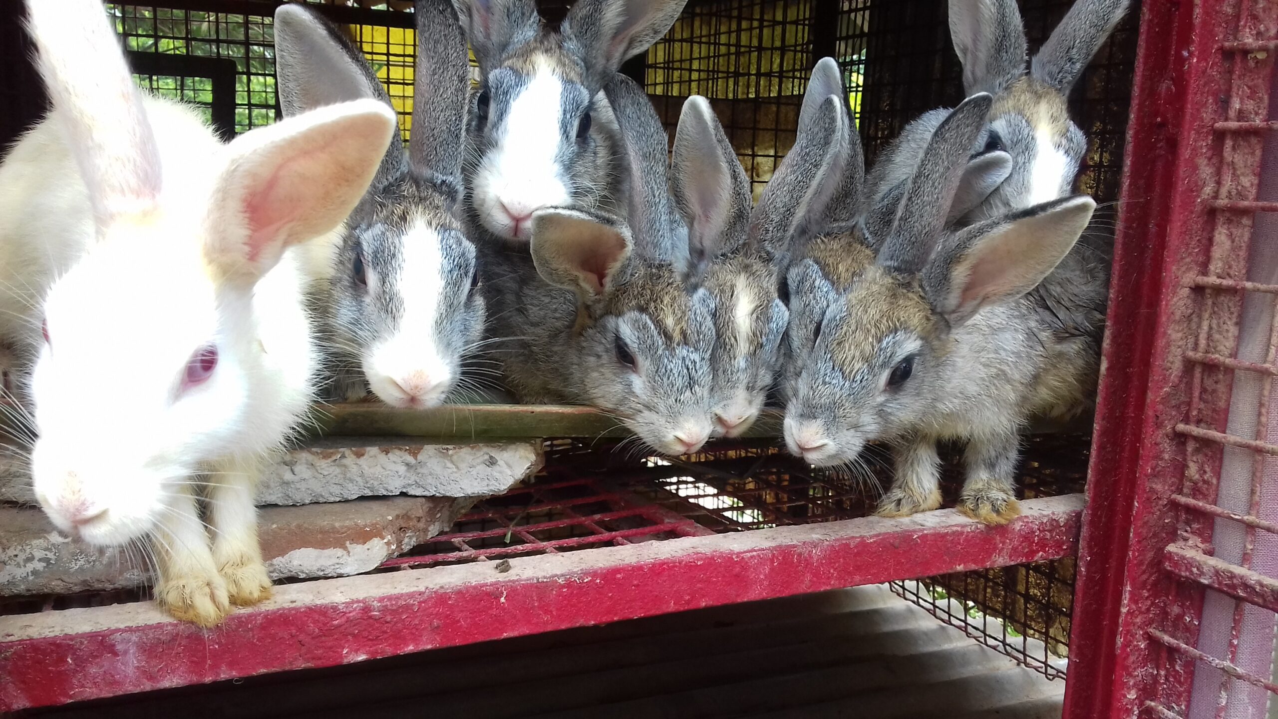 Lusby Woman Had Over 40 Rabbits in Unsanitary Conditions, Charged