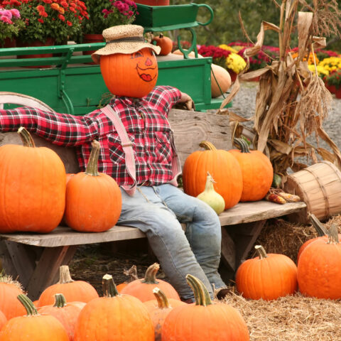 Scarecrow festival is coming to lahaska - photo licensed by shore news network.
