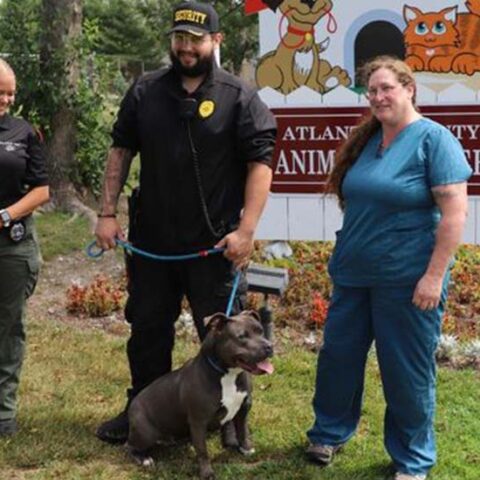 Atlantic county animal shelter waives fees in "clear the shelters" event - photo licensed by shore news network.