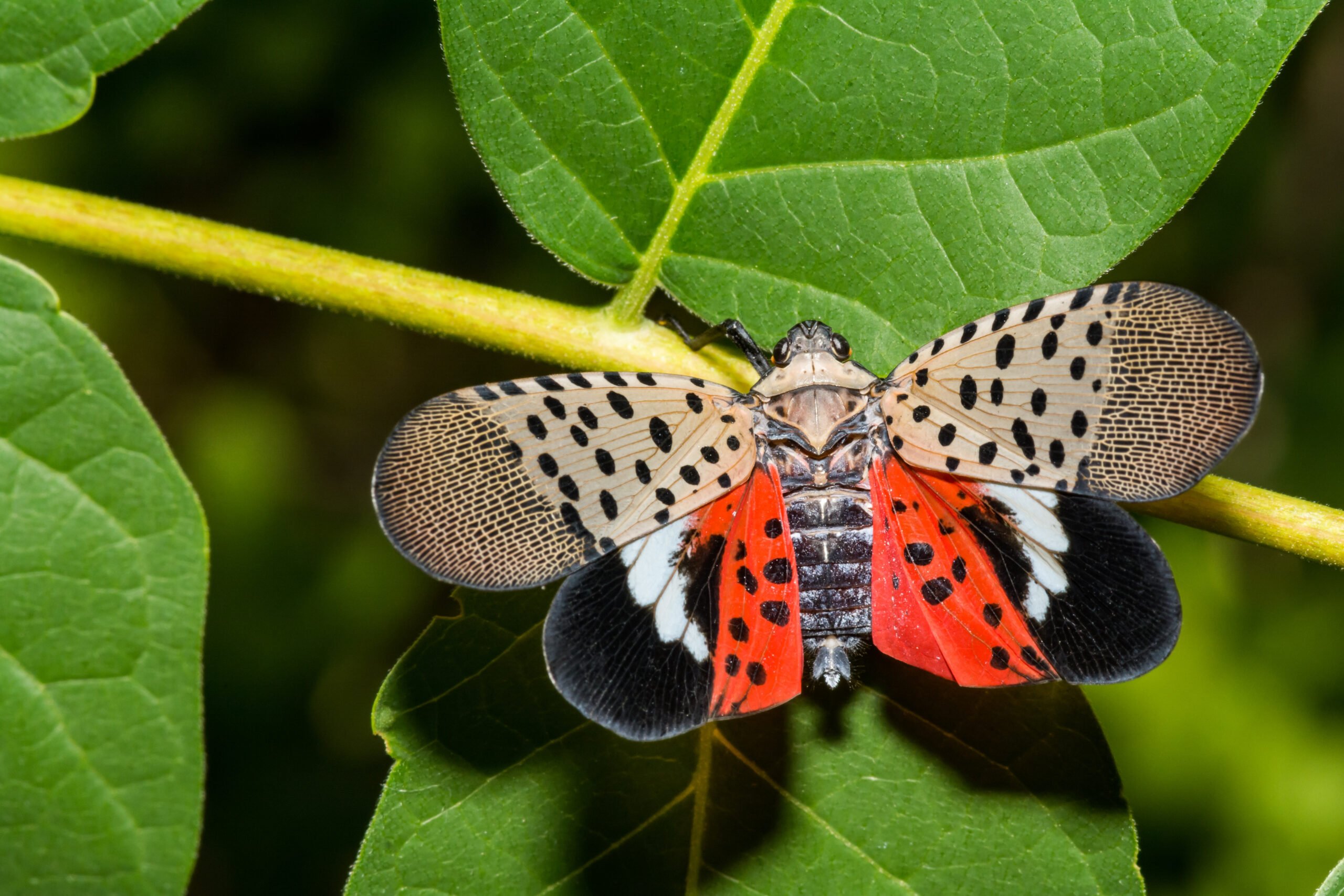Where are the Spotted Lantern Flies? Few and Far Between Across New Jersey