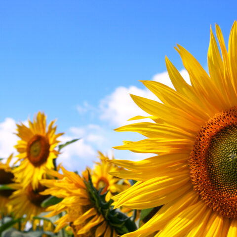 Sunflower & summer harvest festival brings joy and flavor to chester - photo licensed by shore news network.