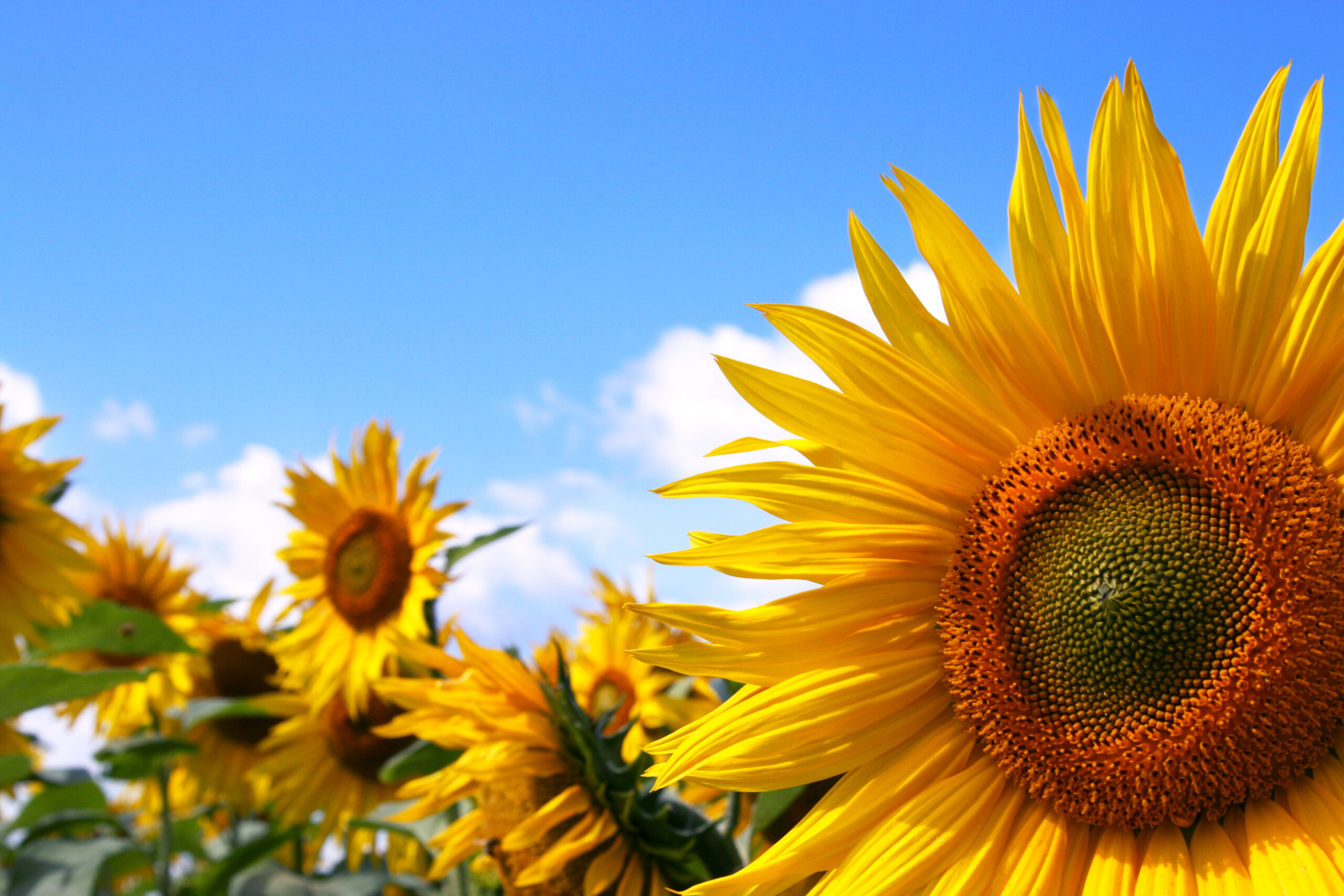Sunflower & Summer Harvest Festival Brings Joy and Flavor to Chester