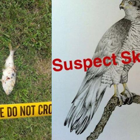 Power outage sparked by flying fish, police report - photo licensed by shore news network.