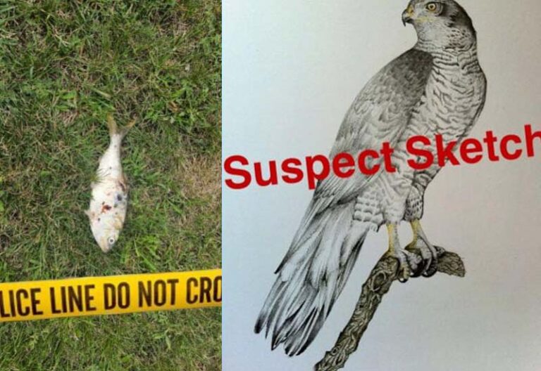 Power outage sparked by flying fish, police report - photo licensed by shore news network.