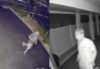 Do you recognize them? Ocean city police seek to identify burglary suspects