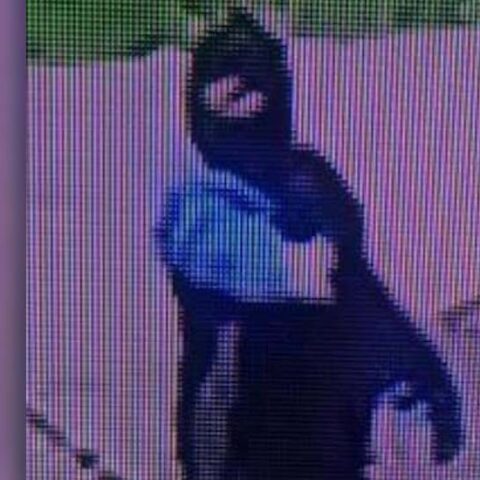 Police continue search for fugitive shooted still on the loose - photo licensed by shore news network.