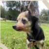 Found dog in woodland park now safe at wayne animal shelter awaiting owner